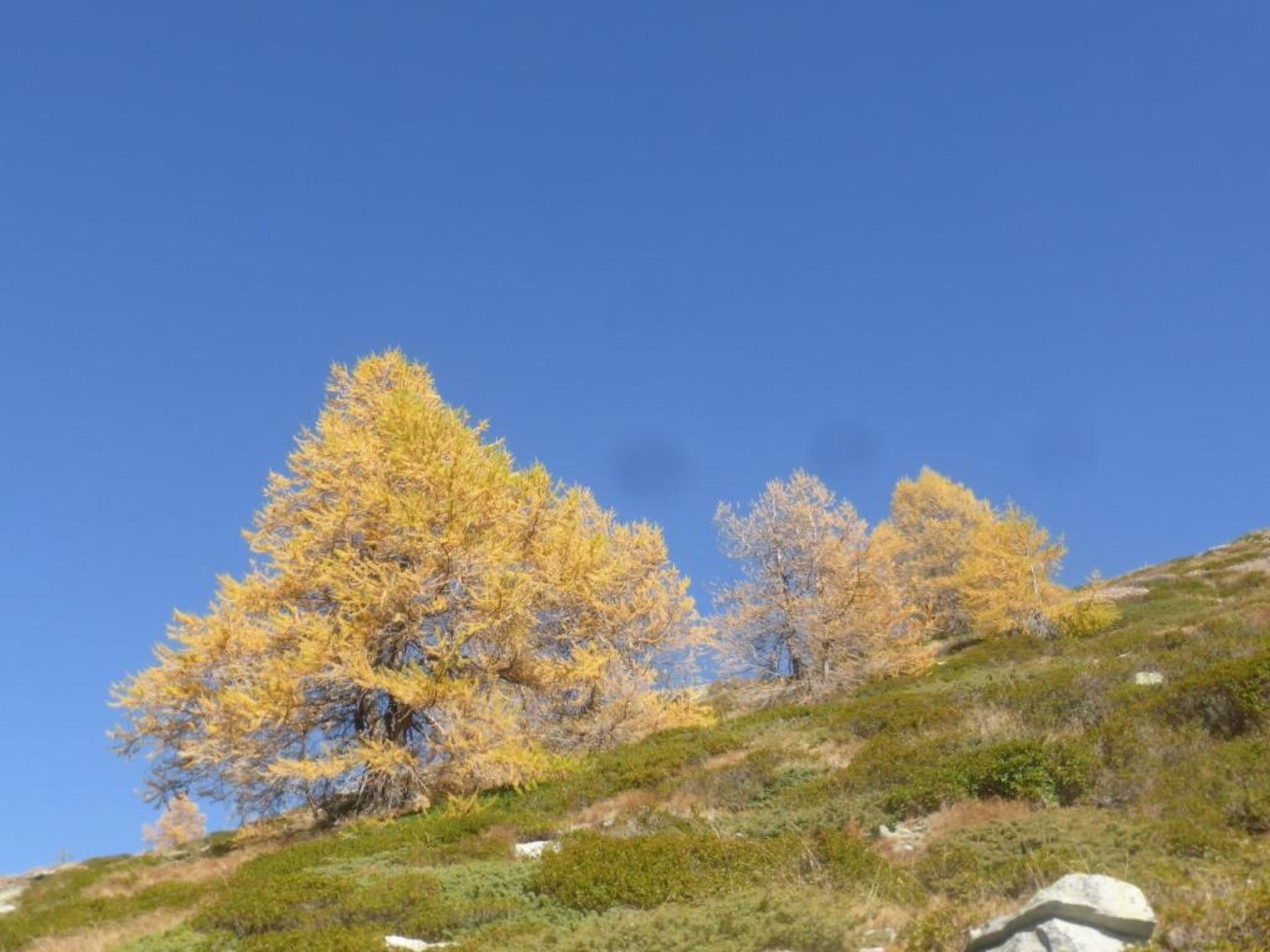 A hillside with autumn-colored trees and a clear blue sky.