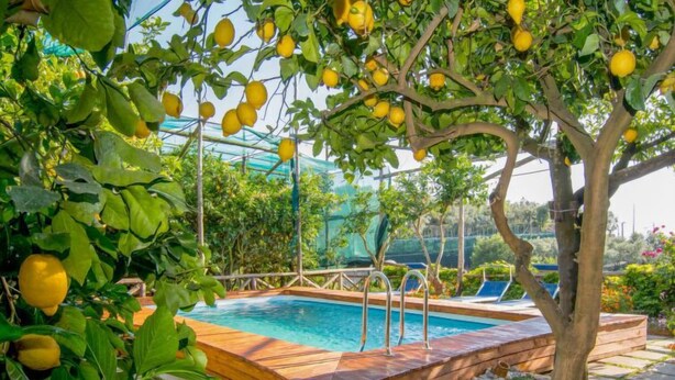 Una piscina con cubierta de madera, rodeada de exuberante vegetación y un limonero.