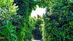 Un sentier bordé d’une végétation luxuriante et verdoyante, qui mène à un espace ombragé.