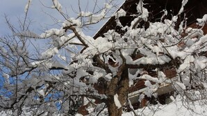 A snow-covered tree with a brick building in the background.