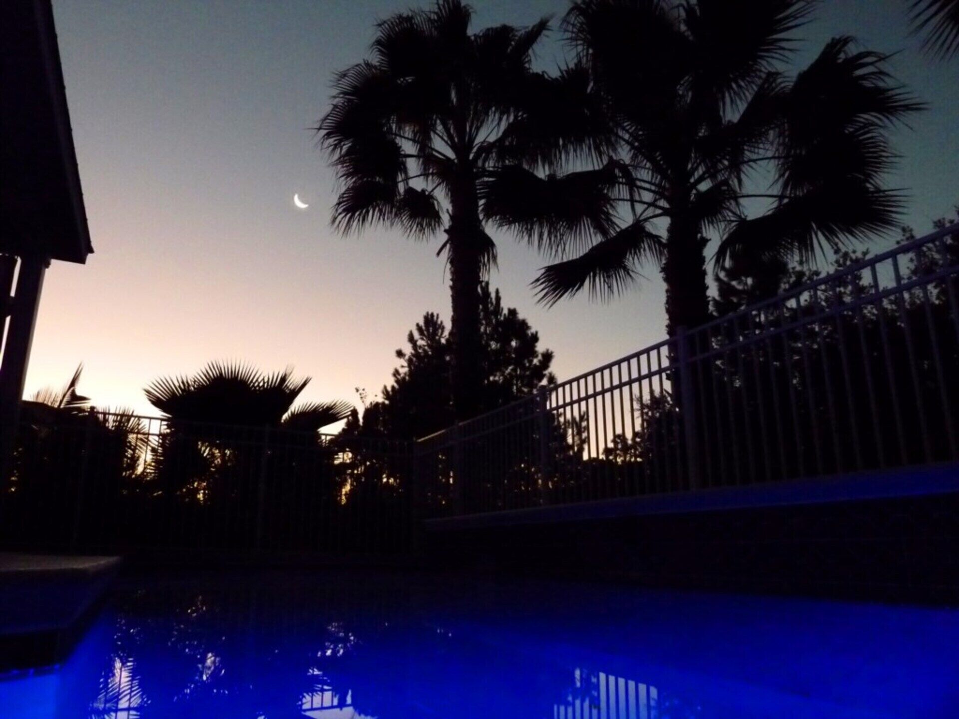 A pool area with palm trees and a fence.