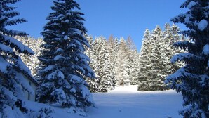 Een besneeuwd landschap met dichte altijdgroene bomen en een helderblauwe lucht.