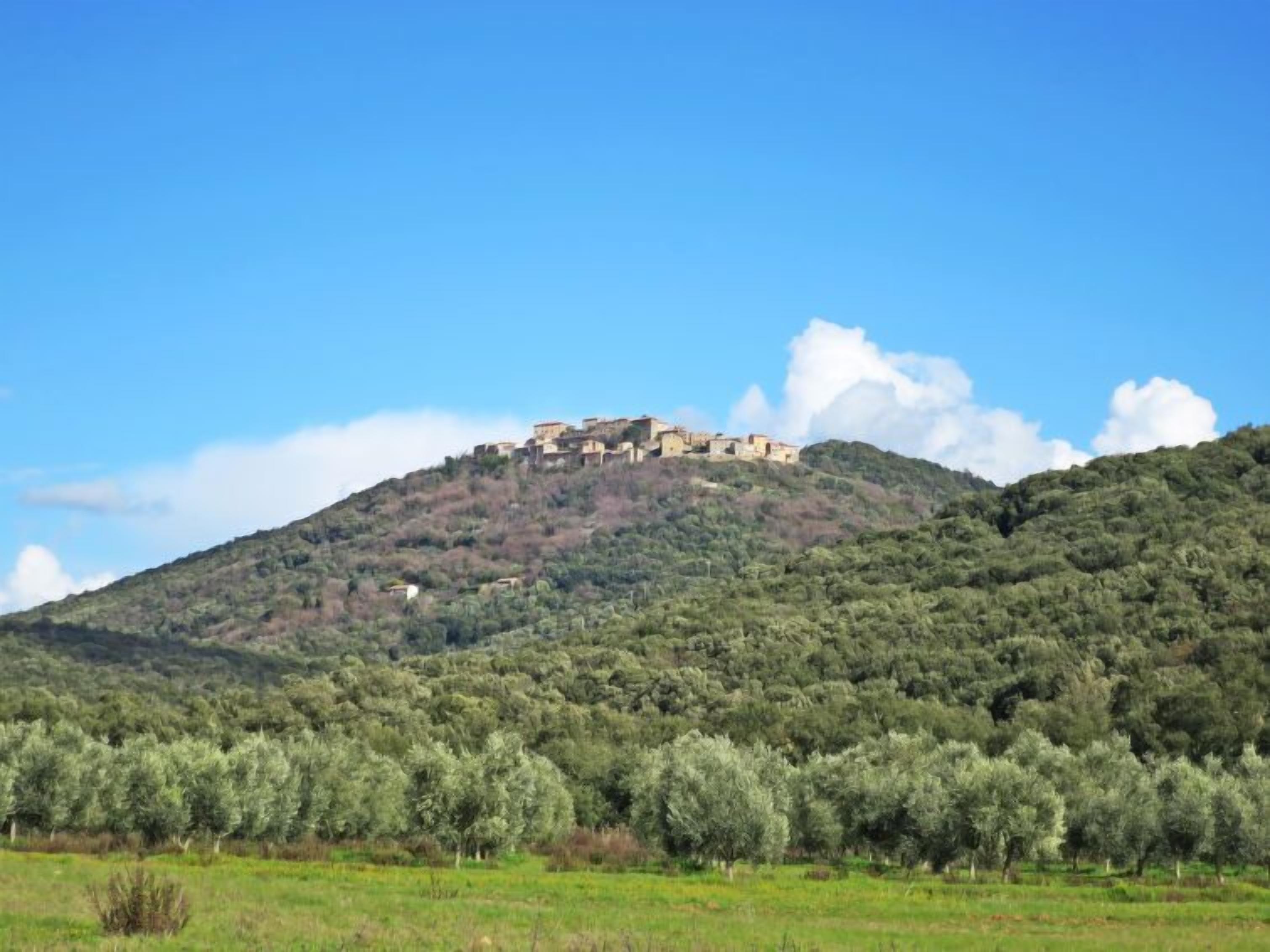 A hillside with a cluster of buildings on top, surrounded by olive trees.