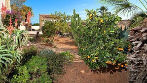 Ein Garten mit verschiedenen Pflanzen, einem Kaktus und einem Gebäude mit einem Ziegeldach.