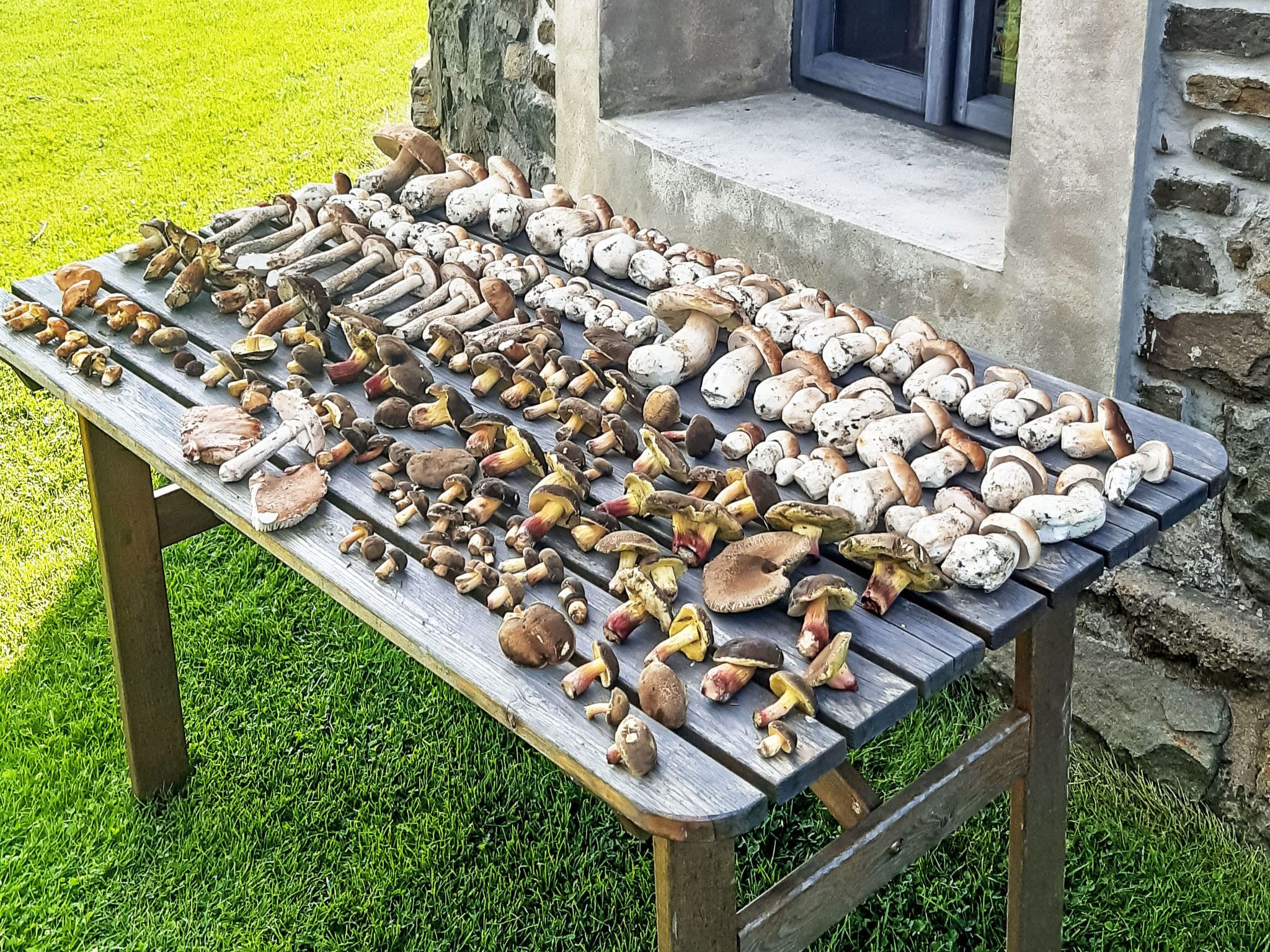 Une table en bois placée à l’extérieur, sur laquelle sont exposés différents types de champignons.