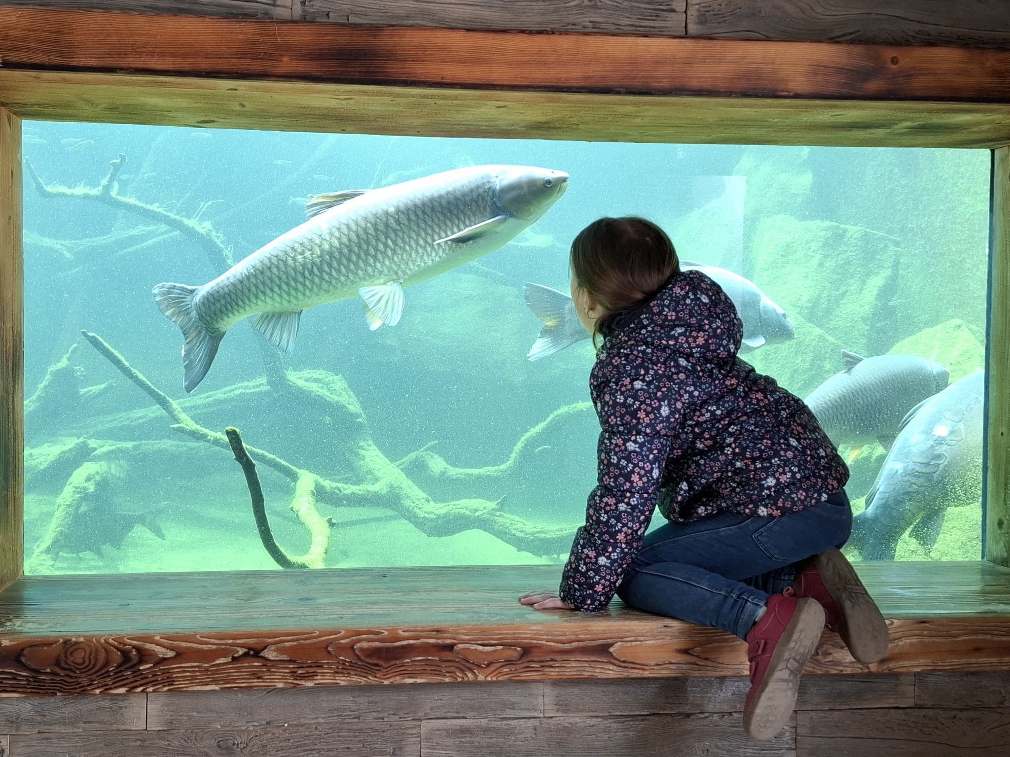 Una persona observando peces a través de una gran ventana de acuario.