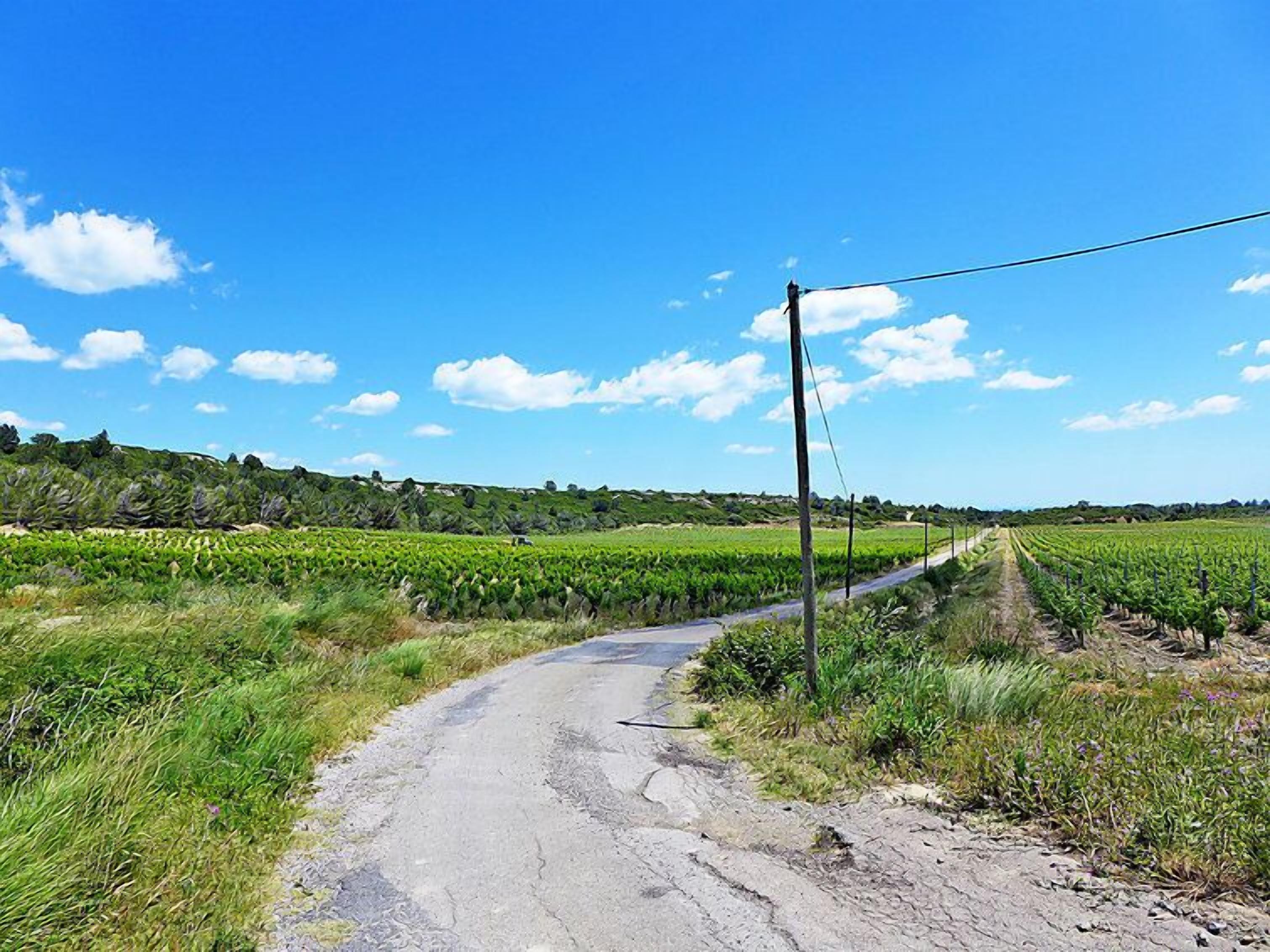 Une route de campagne traversant un vignoble, avec un ciel dégagé.