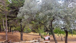 A picnic area with benches and a small structure, surrounded by trees. - Les Vendanges by Interhome (Narbonne-Plage)