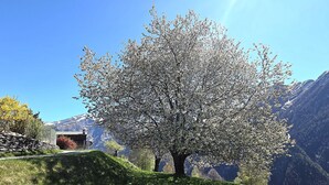 A tree with white blossoms in a mountainous area.