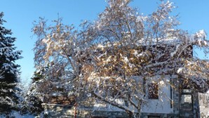 A stone building with a snow-covered tree in front. - Hérisson by Interhome (Sarre)
