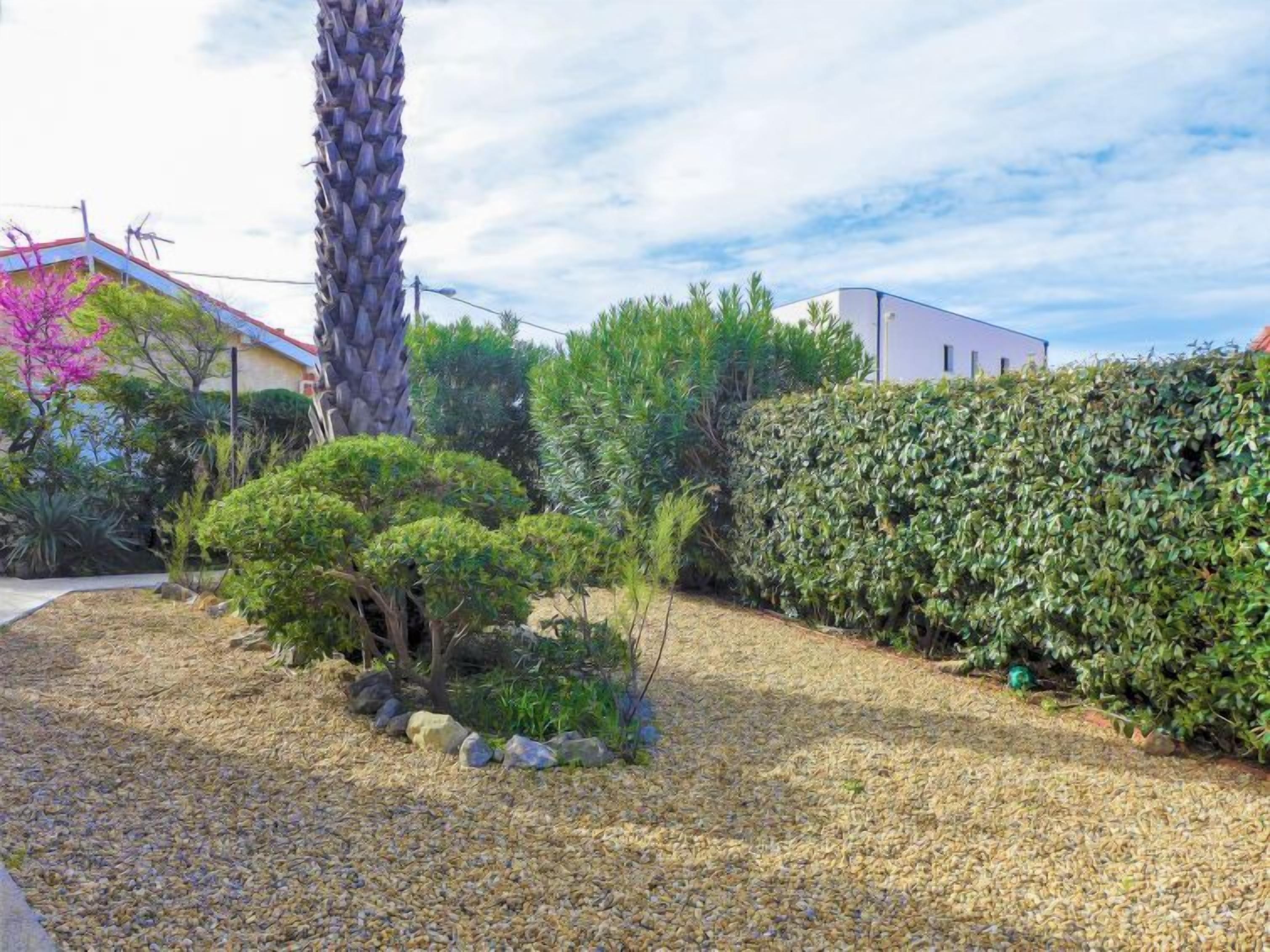 A garden with a palm tree, various shrubs, and a hedge.