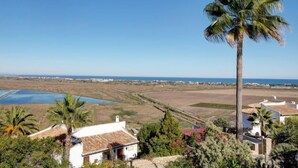 A coastal landscape with a palm tree, houses, and a view of the sea.