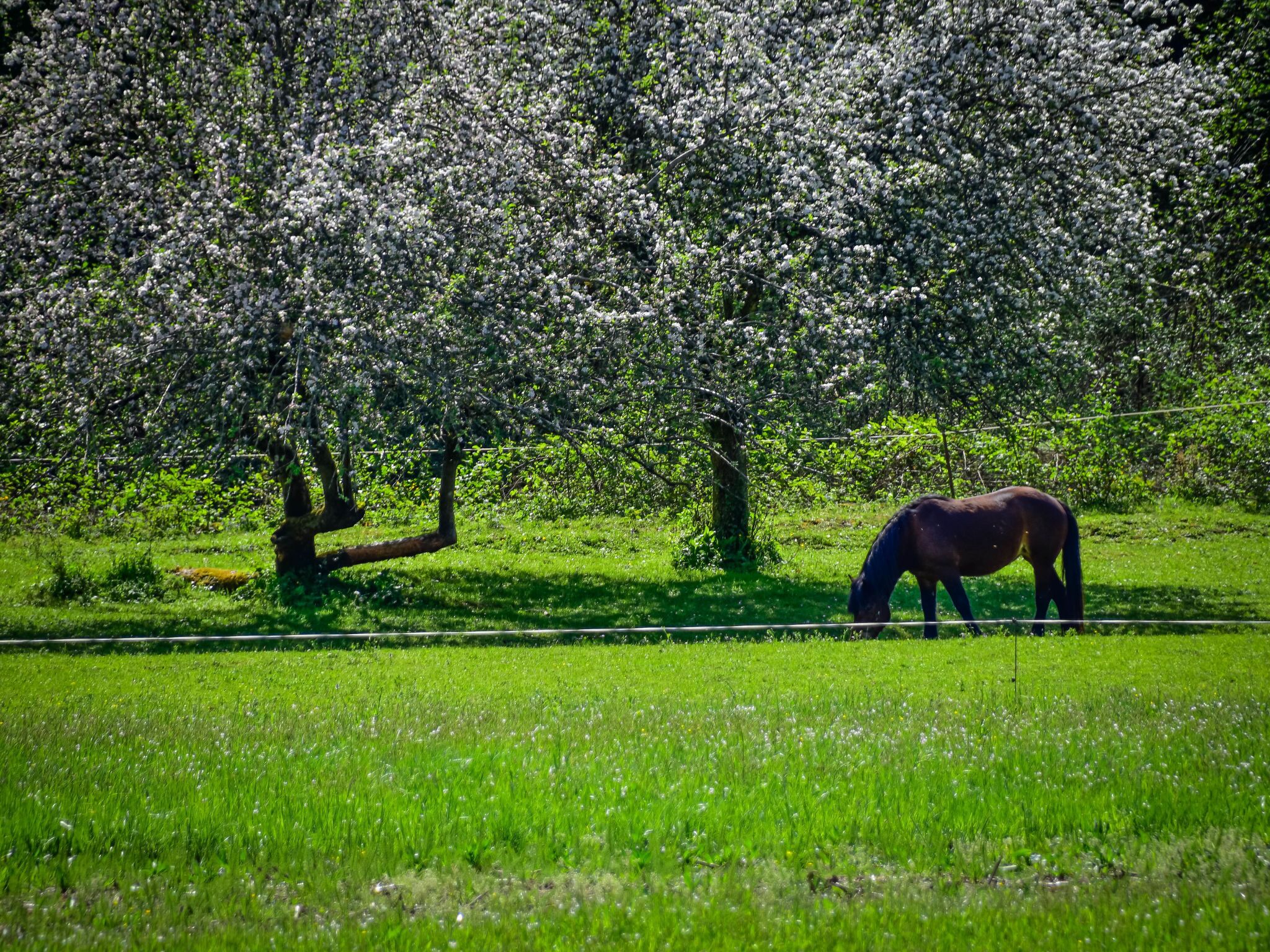 Un cavall pasturant en un camp verd i abundant, amb arbres en flor al fons.
