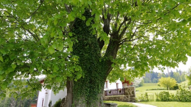 A large tree with a thick trunk and dense foliage in a landscaped garden area. - Vacation home Lhotka by Interhome (Ostravice)
