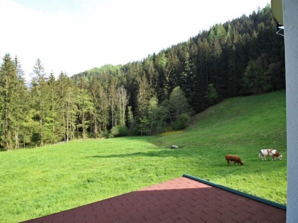 Un champ verdoyant où paissent quelques vaches, entouré d’une colline boisée.