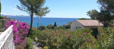 A garden with a view of the sea, a white building, and a tall tree.