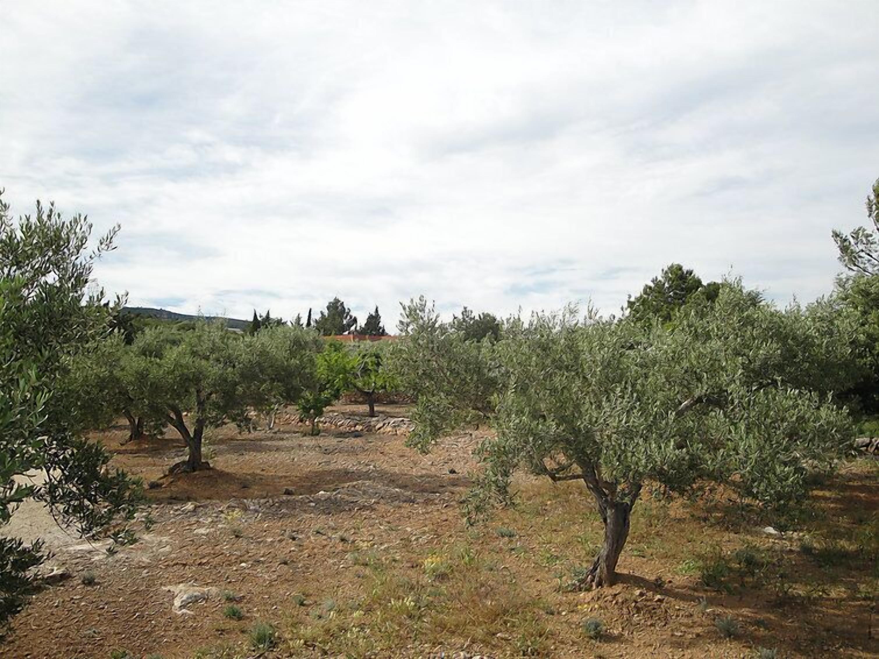 Une oliveraie avec des arbres et un sol sec et rocailleux.