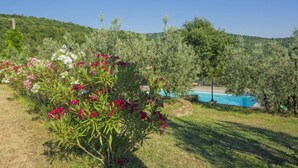 A pool surrounded by lush greenery and flowering plants.