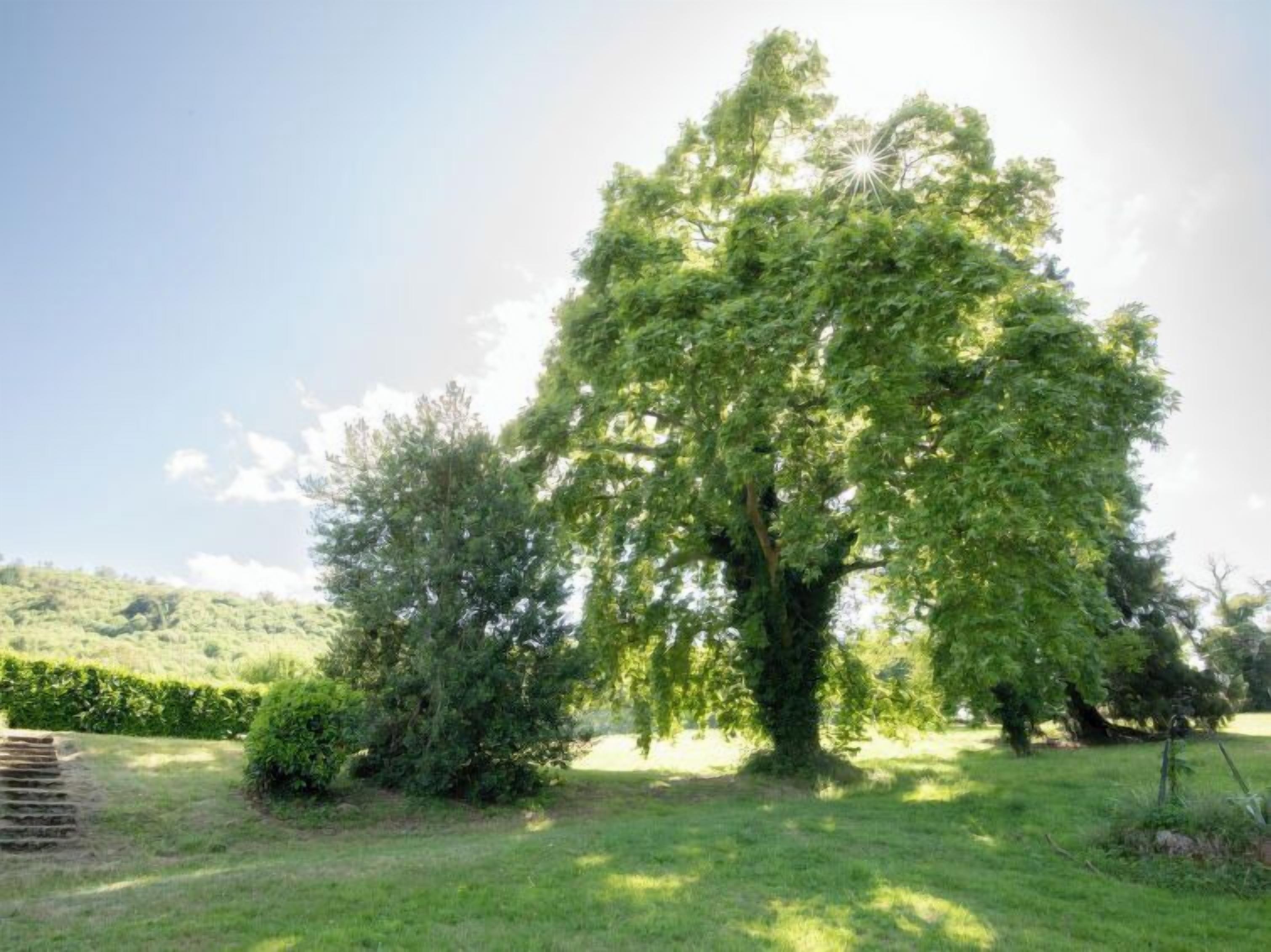 Un gran árbol en un espacio cubierto de césped bajo un cielo despejado.