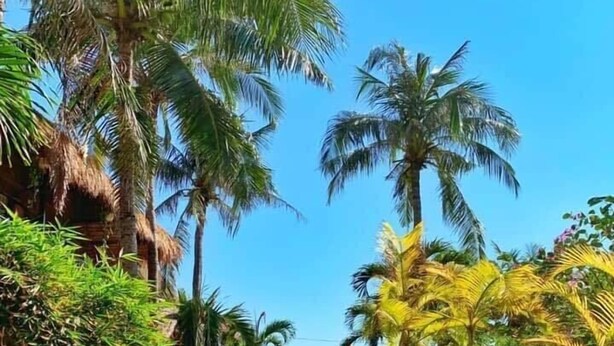 Un sendero bordeado de palmeras y plantas en macetas que conduce a una playa.