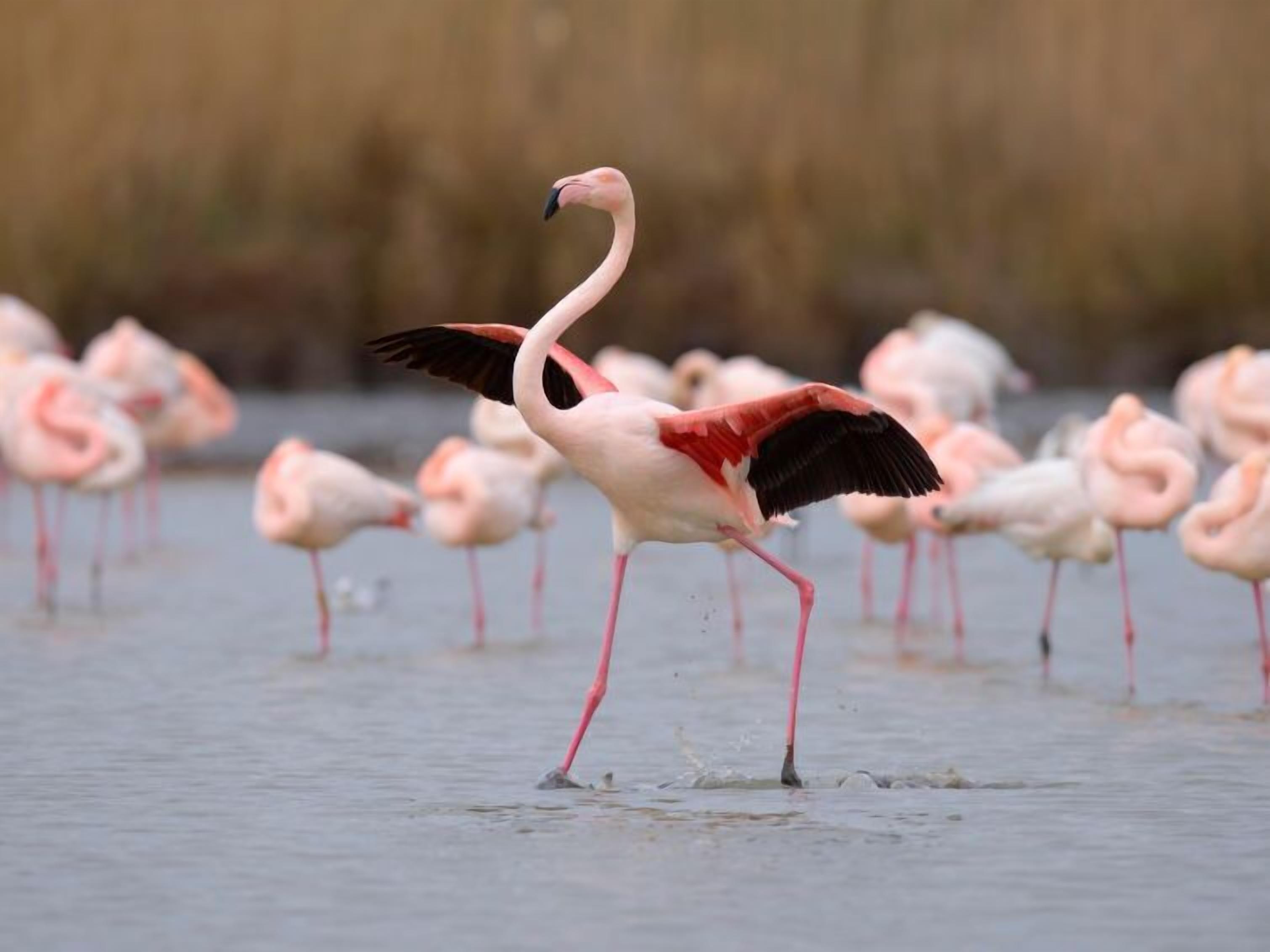 Un flamenco con patas rosadas y cuello largo de pie en aguas poco profundas.