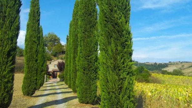 Un sendero bordeado por árboles altos y delgados que conduce a un edificio con techo inclinado.