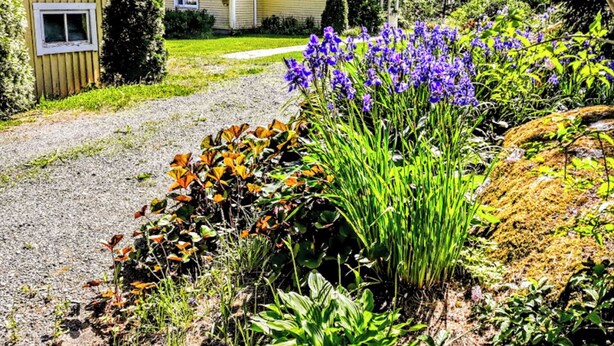 A yellow house with a gravel driveway and a garden with purple flowers. - Villa paasirinne b by Interhome (Toivakka)