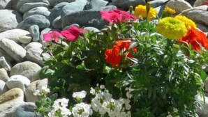 Ein Garten mit verschiedenen Blumen und Steinen.