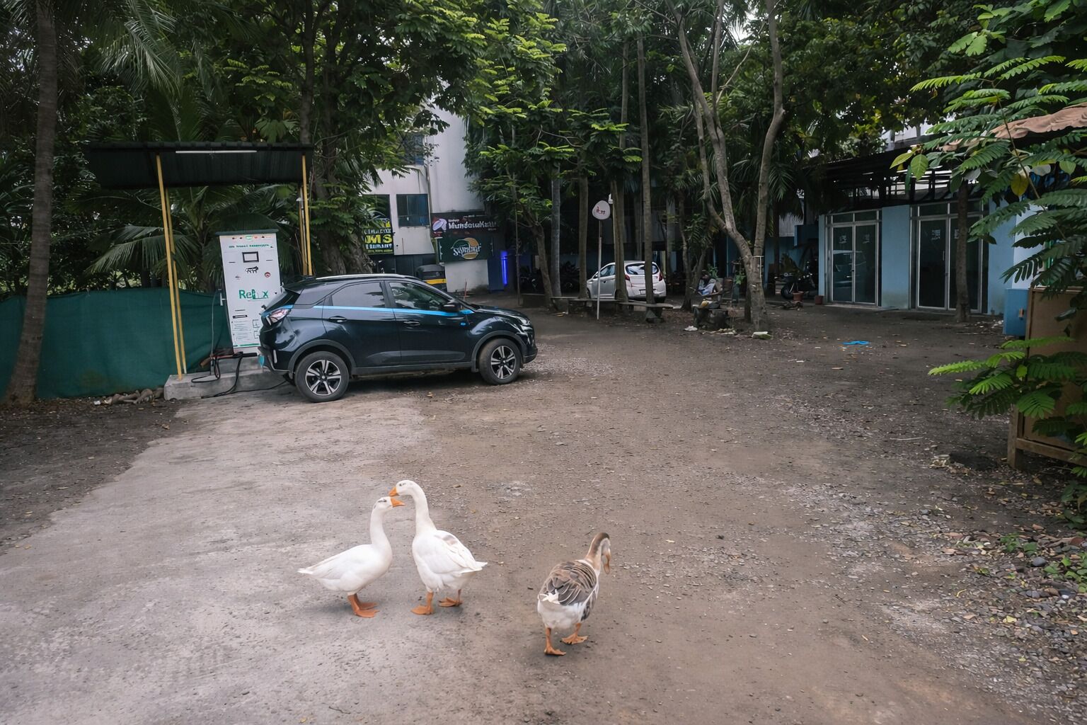 Uma área de estacionamento com um carro e três gansos no chão.