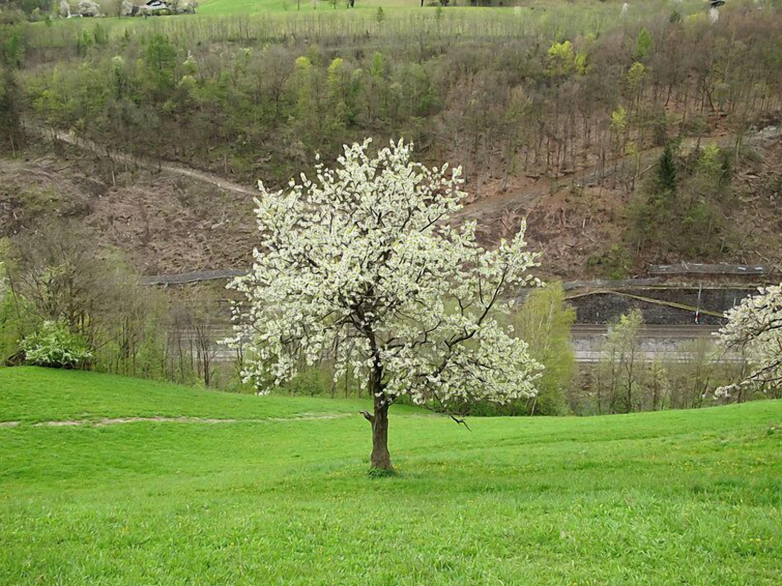 Ein Baum in einem grasbewachsen Feld mit hügeliger Landschaft im Hintergrund.