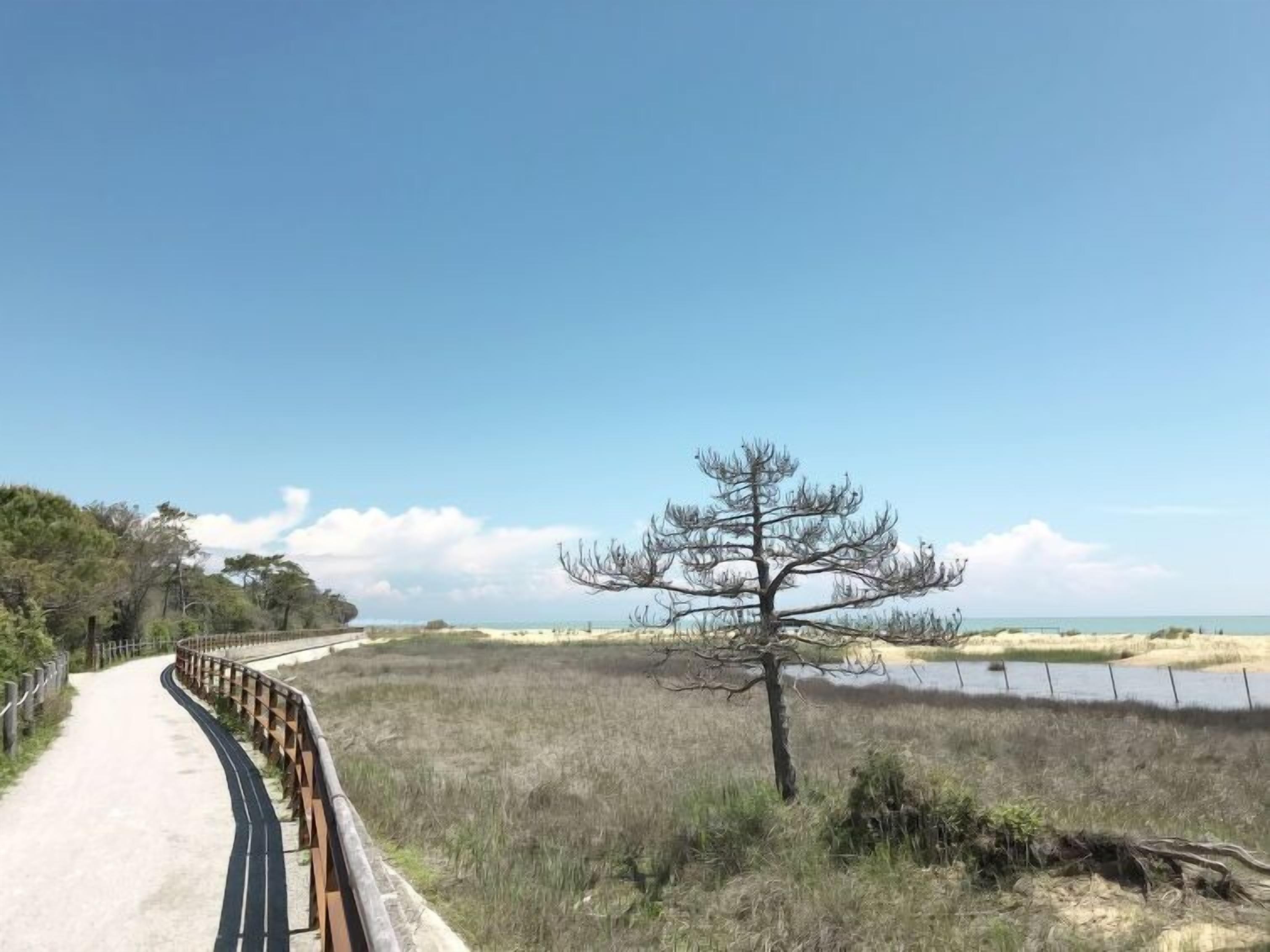 A paved pathway with a wooden railing, leading to a beach with a tree and a fence in the background.