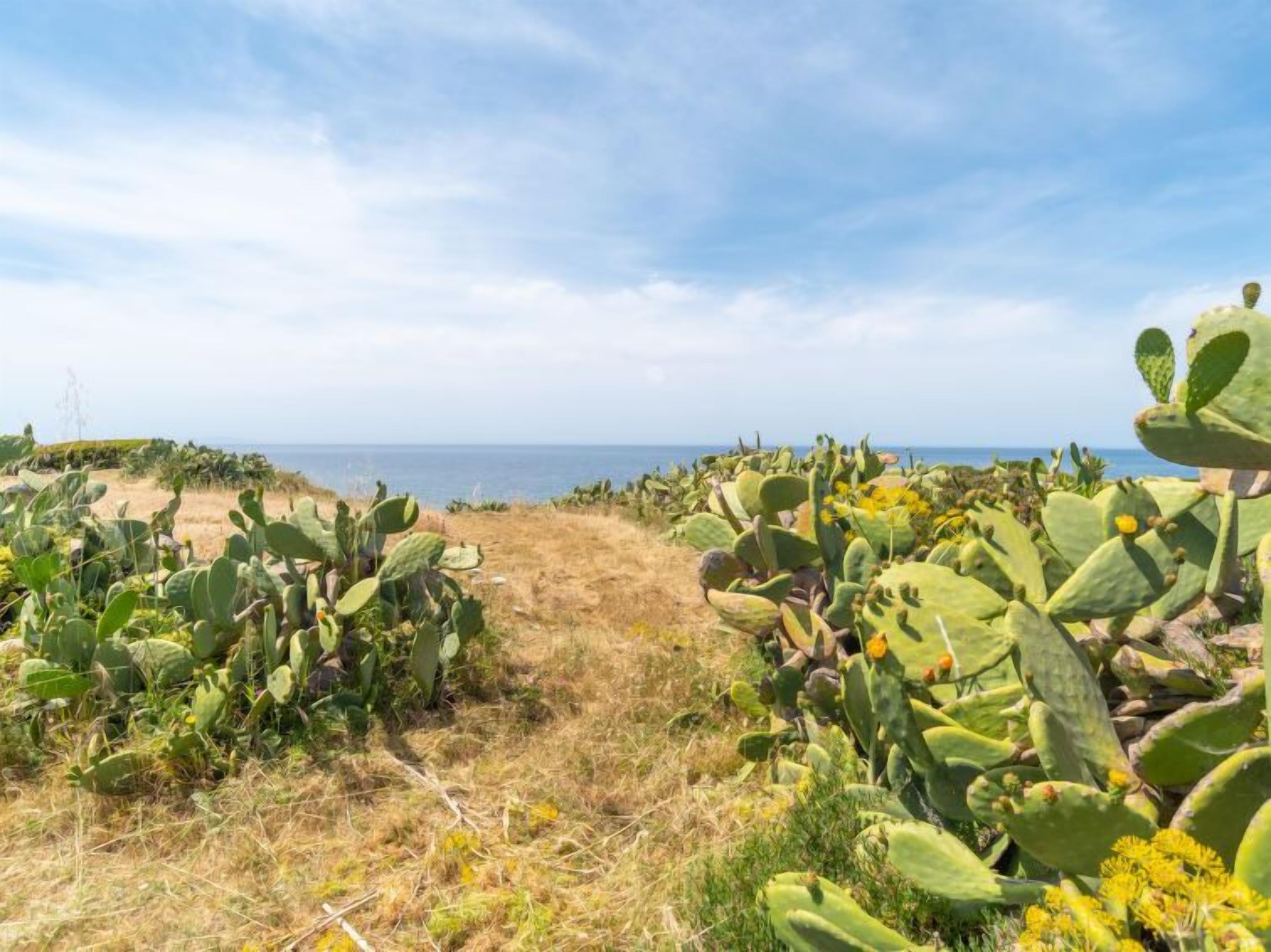 Paisaje desértico con cactus y una vista despejada del océano.