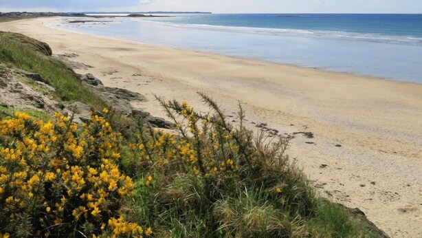 A sandy beach with yellow flowers in the foreground and a clear blue sky. - St Adrien by Interhome (Ploemeur)