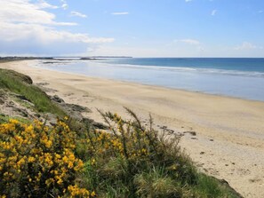 A sandy beach with yellow flowers in the foreground and a clear blue sky.