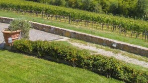 Viñedo con hileras de vides y muros de piedra.