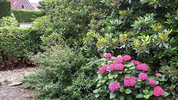 Ein Garten mit dichtem Buschwerk und rosa Hortensienblüten.