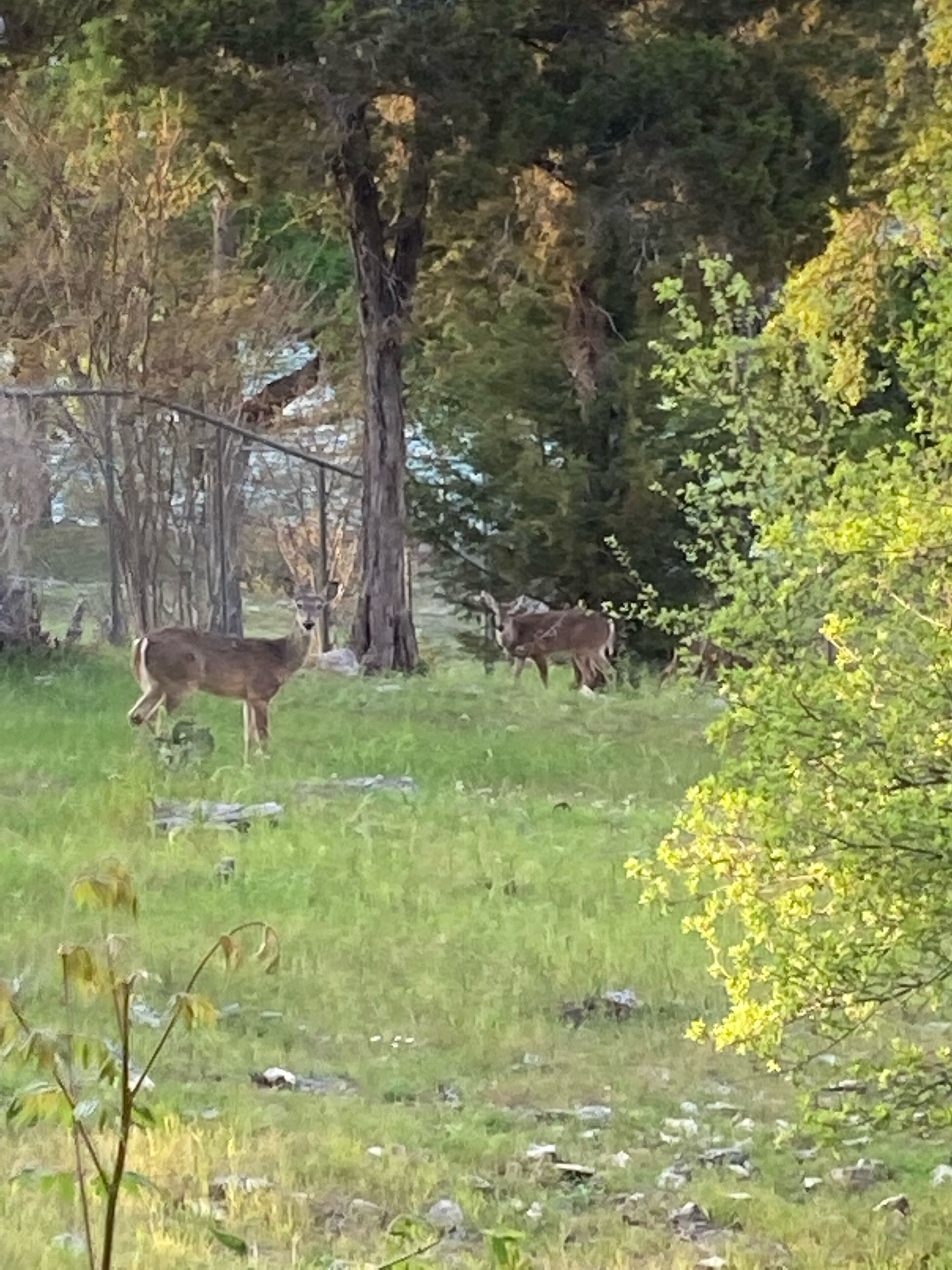 Ein grasbewachsenes Feld mit Bäumen und einem Reh in der Ferne.