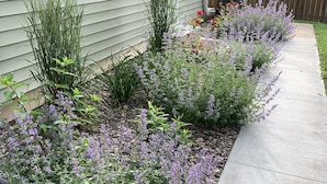 A garden with various plants and flowers, a concrete pathway, and a wooden fence in the background. - Sunny Cottage: Fire pit, close to biking & walking trails and historic downtown. (Oskaloosa)