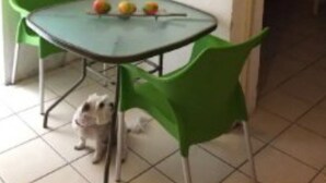 Un petit coin repas avec une table en verre, des chaises vertes et un petit chien.