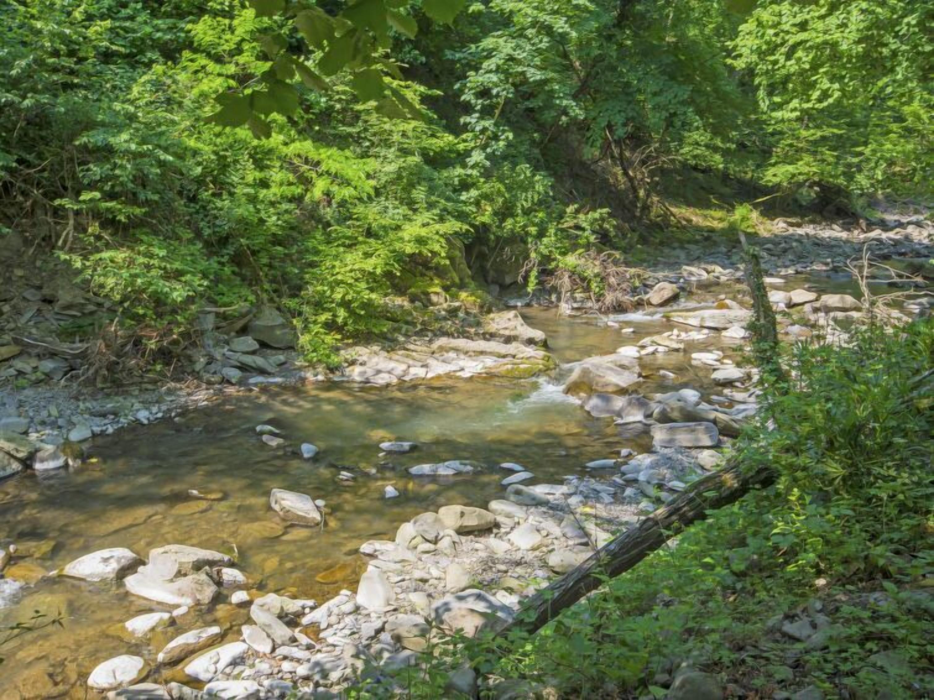 A natural stream with clear water, surrounded by rocks and dense green foliage.