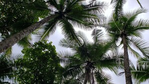 A view of tall palm trees with dense foliage against a cloudy sky. - Saltish Hotel & Villas (Bahía Ballena)