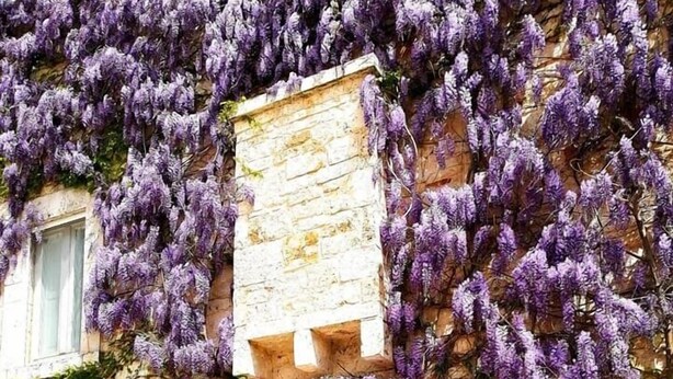 A building with a stone facade, a wooden door, and purple flowering vines covering the walls. - Parco dei Manieri (Conversano)