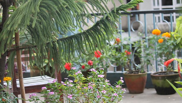 Een tuin met potplanten en een bank.