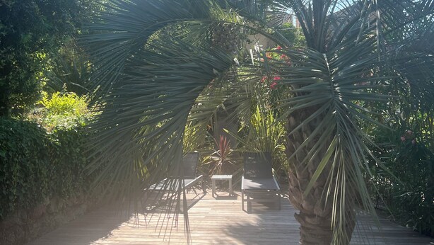 Una terraza de madera con palmeras y un banco.