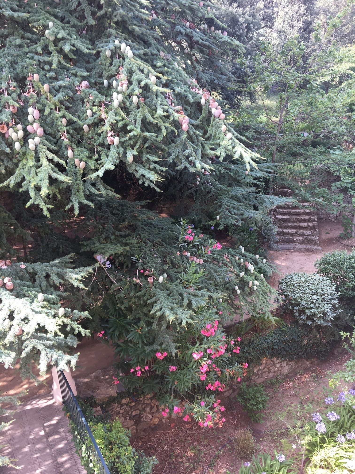 A garden with evergreen trees and flowering shrubs.