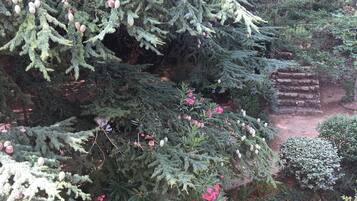 A garden with evergreen trees and flowering shrubs.
