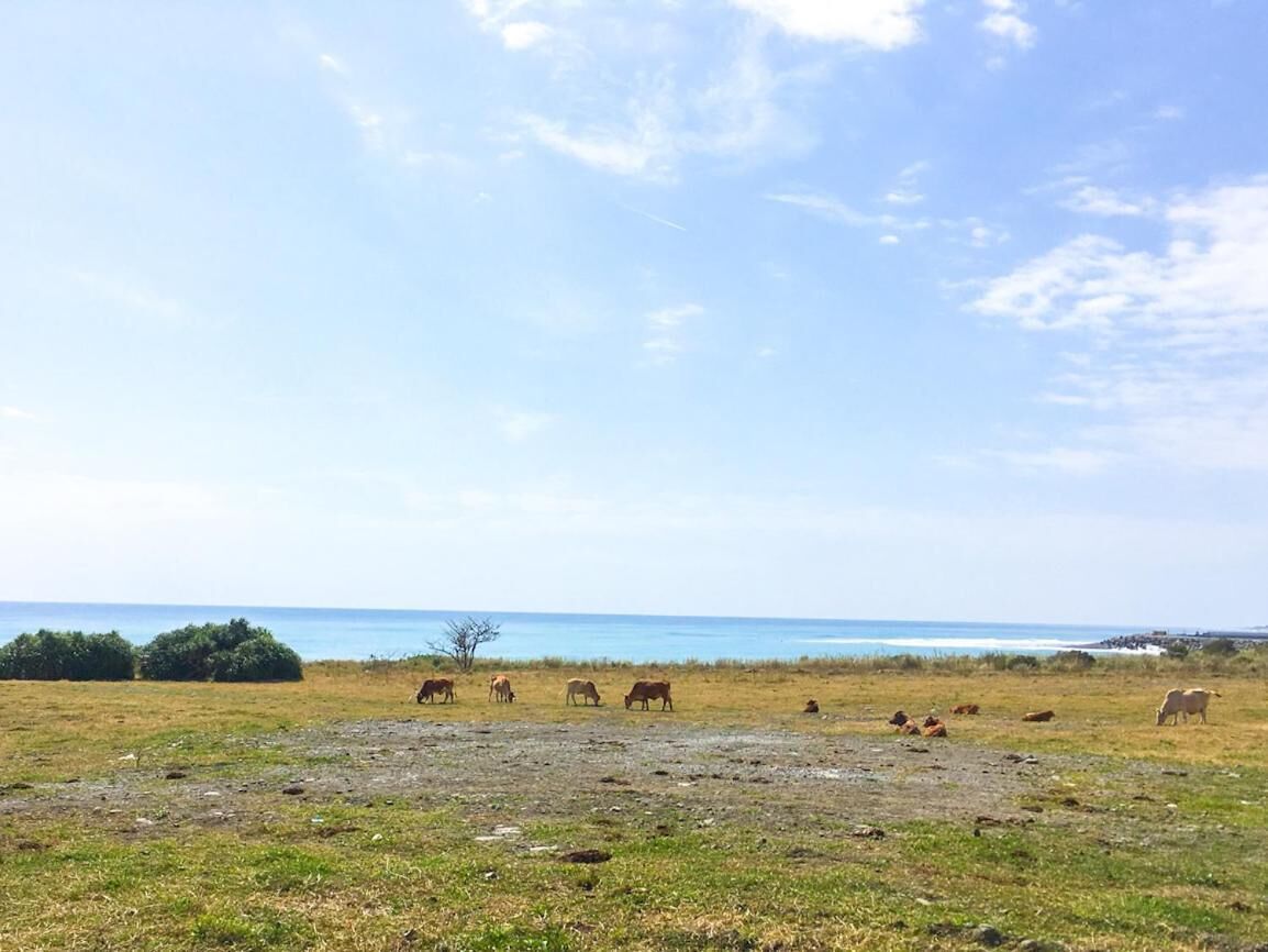 A coastal landscape with cattle grazing, a clear sky, and a distant view of the sea.