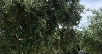 Pensione degli Ulivi