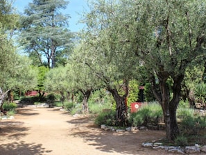 A dirt path flanked by olive trees and other vegetation, leading to a red structure in the background.