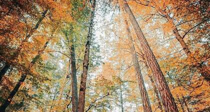 Habitat Mesire Evleri